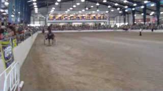 Breyerfest 2010 Standardbred Roadsters 72310