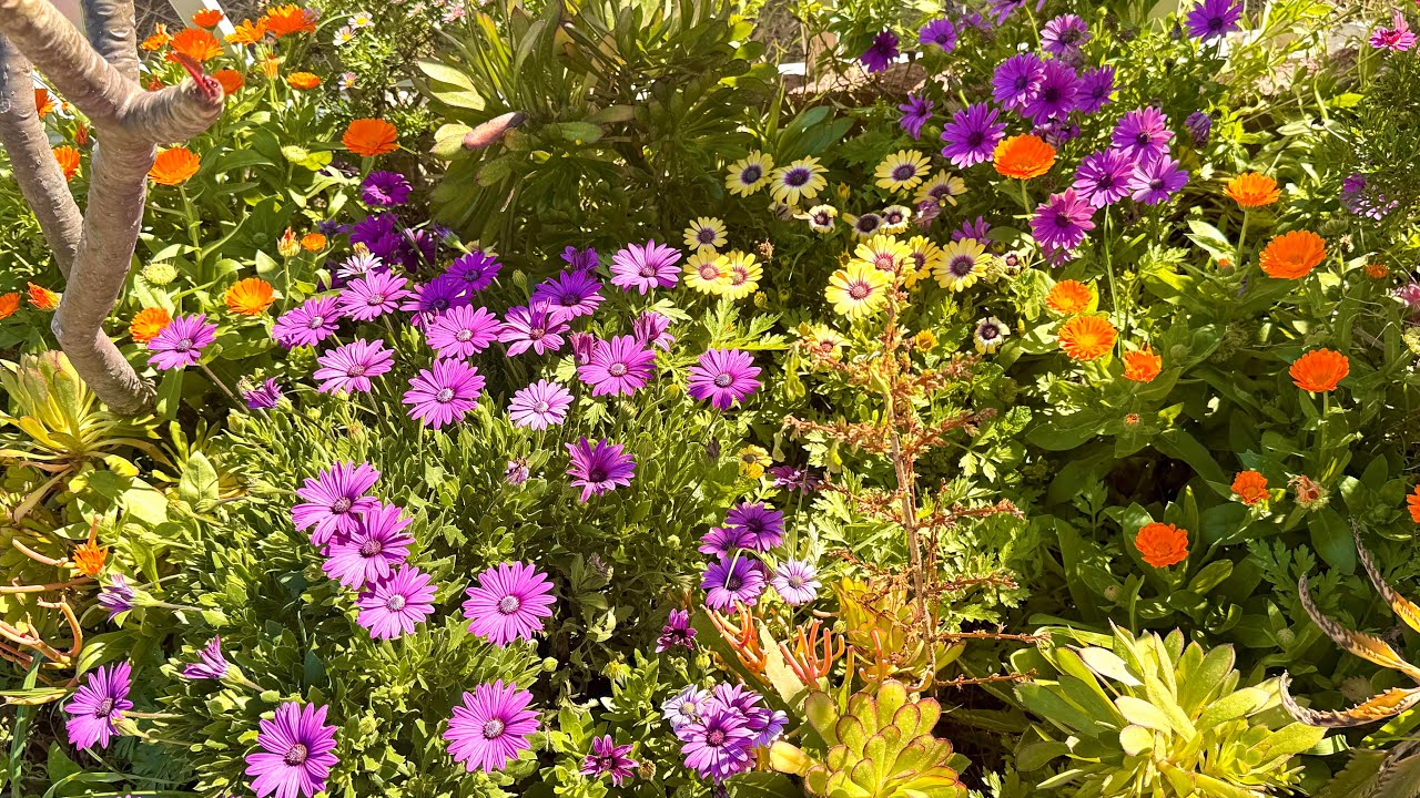 343- Vườn của mình hôm nay, khoe sắc rực rỡ,đón chào mùa xuân. #beautiful 