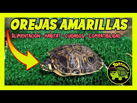 Video: ¿Qué comen las tortugas amarillas?