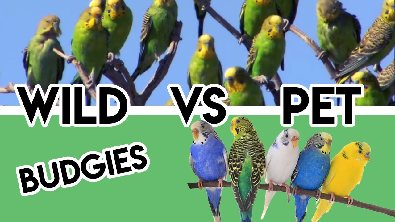 why-do-all-wild-budgies-are-green-while-pet-budgies-are-colorful-youtube