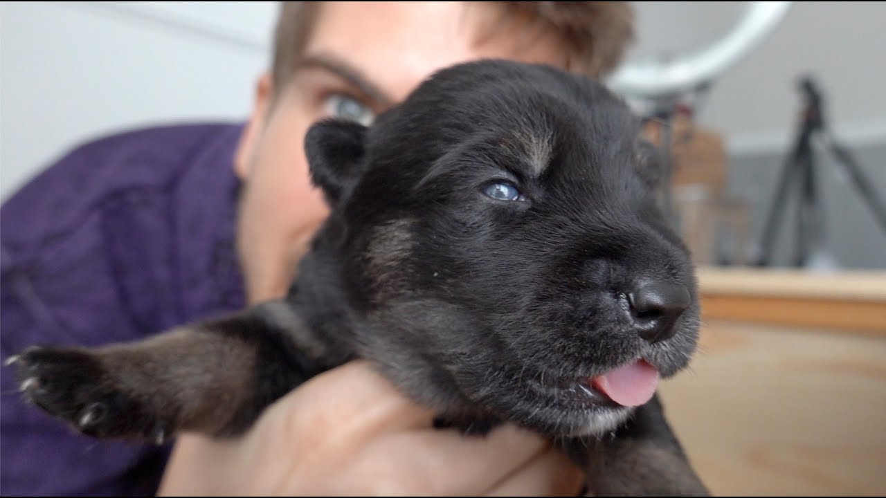 Puppies Open Their Eyes For The First Time Youtube,Sausage Gravy Stuffed Biscuits
