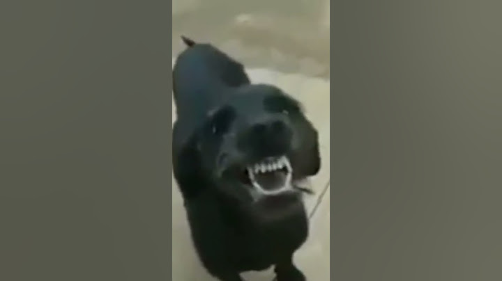 sai demônio do corpo desse cachorro