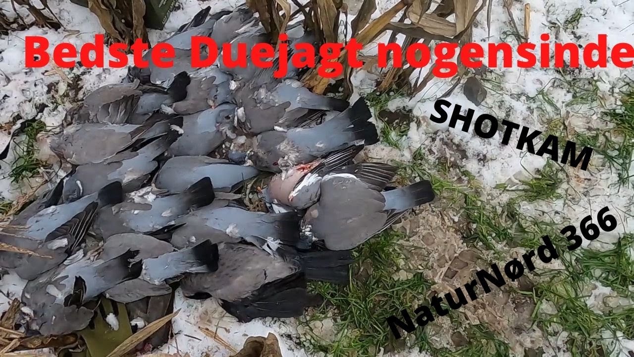 NaturNørd 366. Fantastisk Duejagt i Snelandskabet.