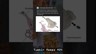Fun Beetle Fact : Tumblr Memes #24