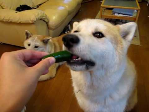 Akita Inu Eats A Cucumber 秋田犬 きゅうりを食す Youtube