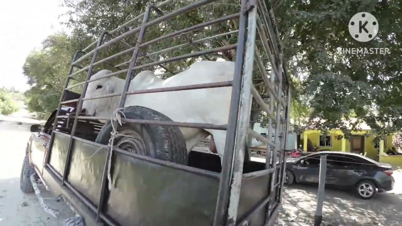 Se  compro este Brahaman para el Rancho de los Primos 🐄🐄🐄🤠🤠