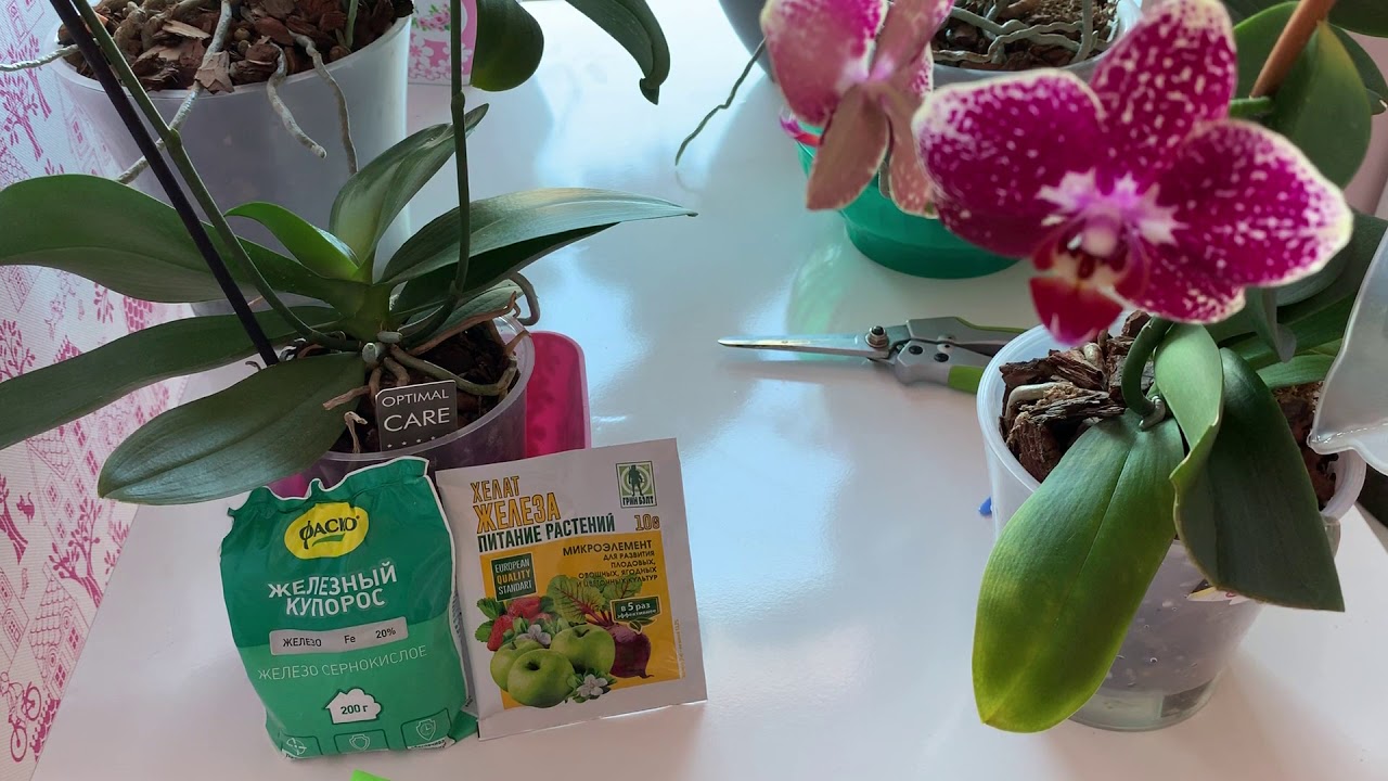 Фаленопсис Азиатский Дракон (Phal.Asian Dragon) Начало лечения... - YouTube