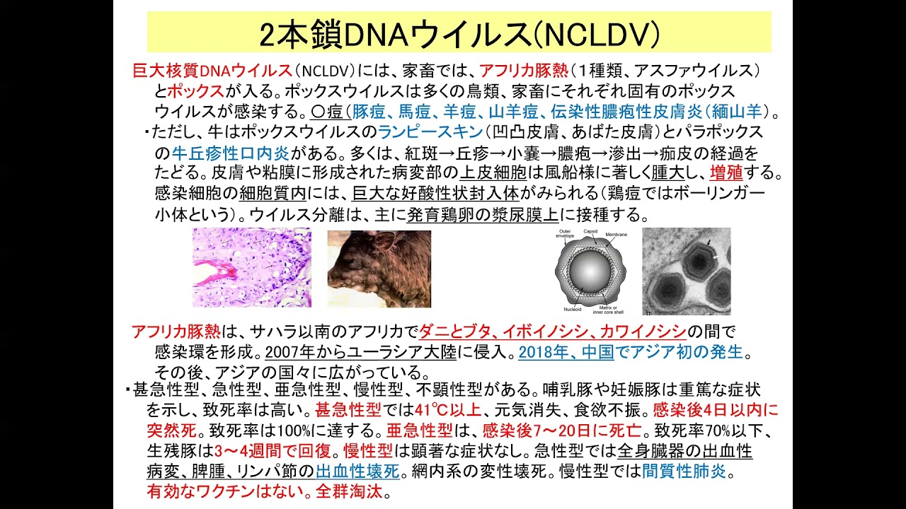 総合演習I動物感染症学 edit - YouTube
