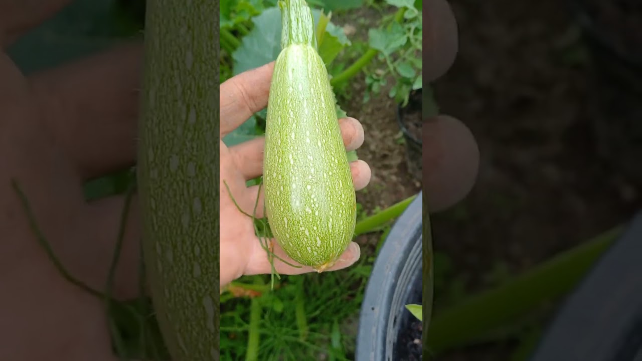 لازم نخفف ورق الكوسا حتى يتهوا