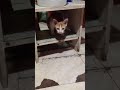 Cats everyone!!