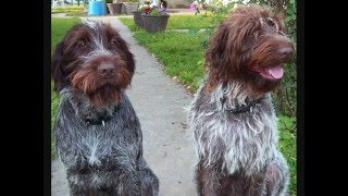 ⁣Все породы собак.Жесткошерстный пойнтер-гриффон (гриффон Кортальса) (Wirehaired Pointing Griffon)