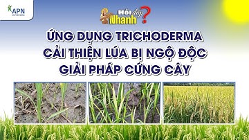 APN - ỨNG DỤNG TRICHODERMA CẢI THIỆN LÚA BỊ NGỘ ĐỘC | GIẢI PHÁP CỨNG CÂY
