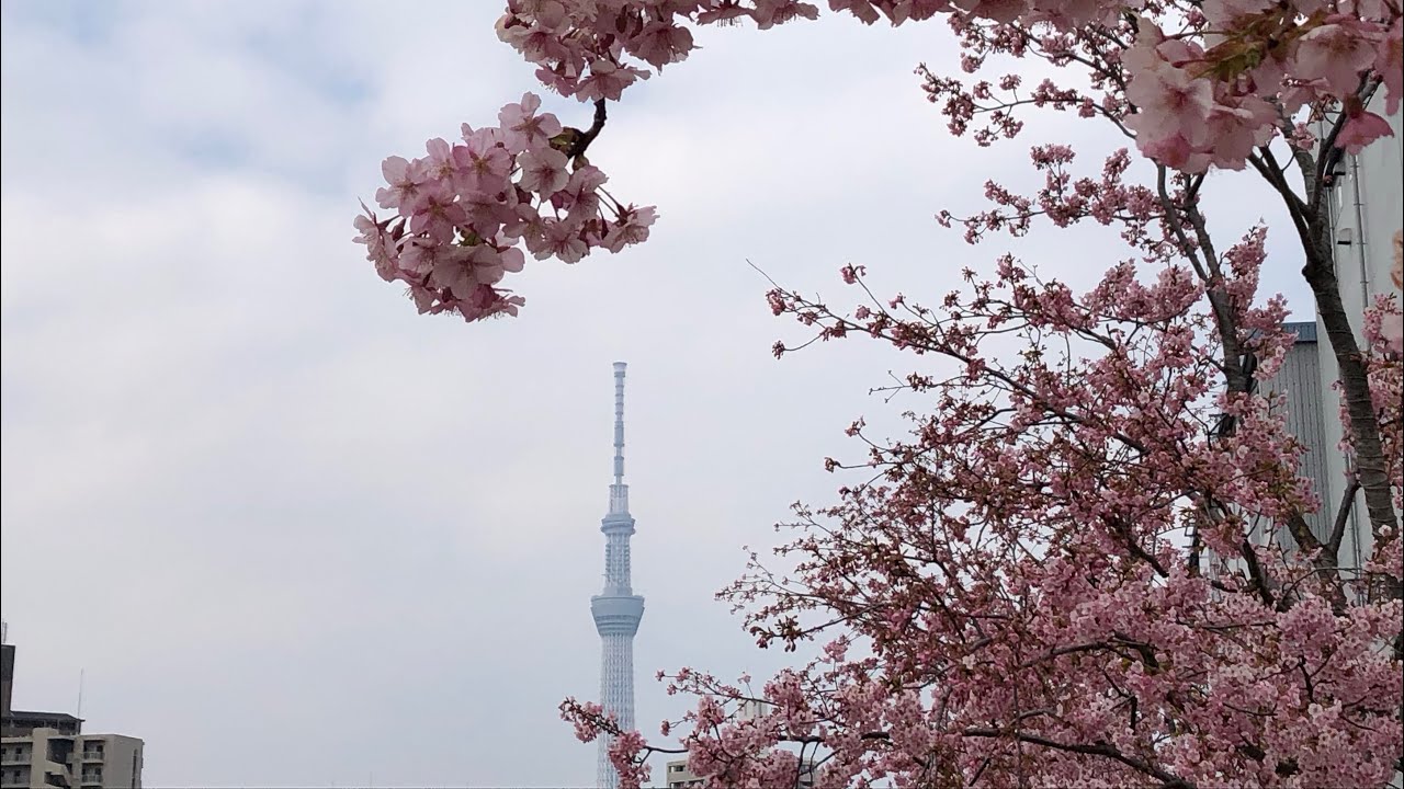 旧中川の河津桜🌸を見に行ってきました。
