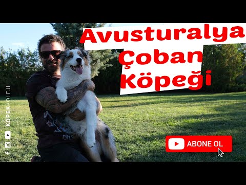 Video: Shetland Çoban Köpeğinizin 5 İşareti Vurgulandı