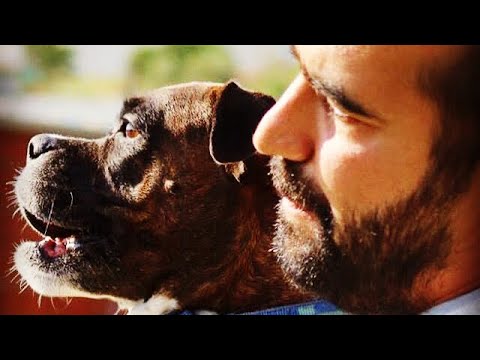 Video: Ev yapımı dondurulmuş köpek muamele etmek