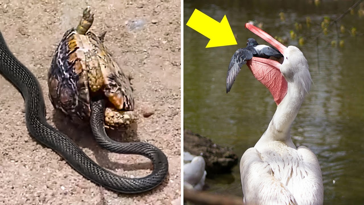 Die grten Muler der Tierwelt