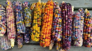 Кукуруза | Сделано в Украине