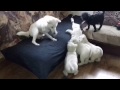 KISHU INU puppies の動画、YouTube動画。