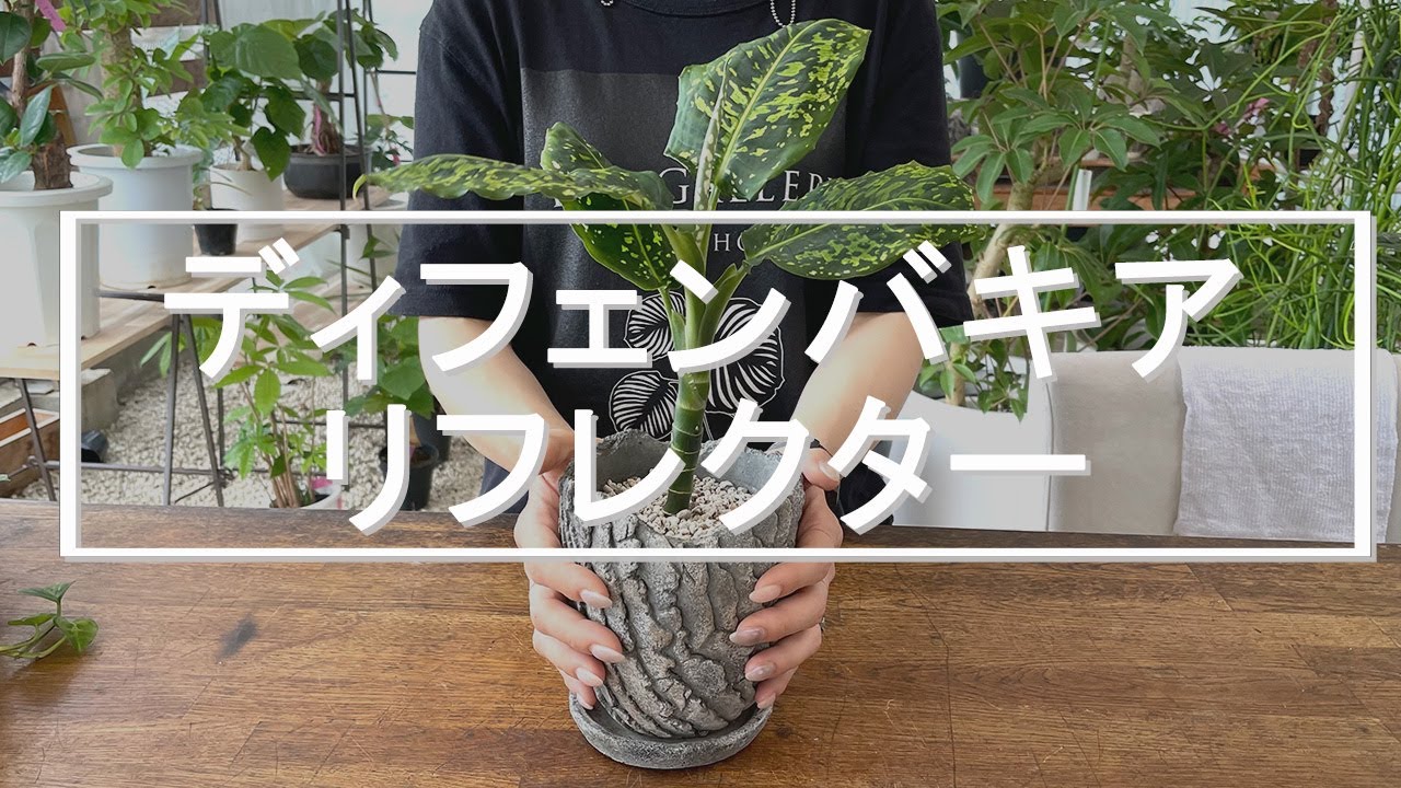ディフェンバキア リフレクター 観葉植物 - YouTube