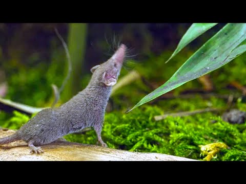 Video: Tiny shrew: habitat and interesting facts