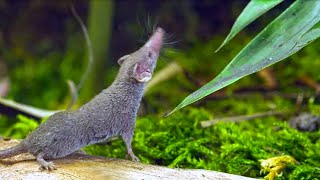 Etruscan Shrew (The World's Smallest & Hungriest Mammal)