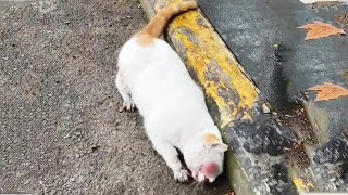A stray cat with a burst eyeball, Run in circles on the street, Until it dies!
