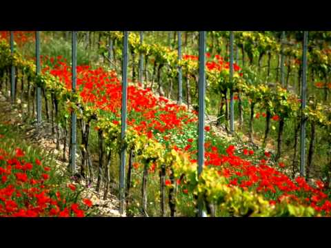 Video: Valladolid Wine