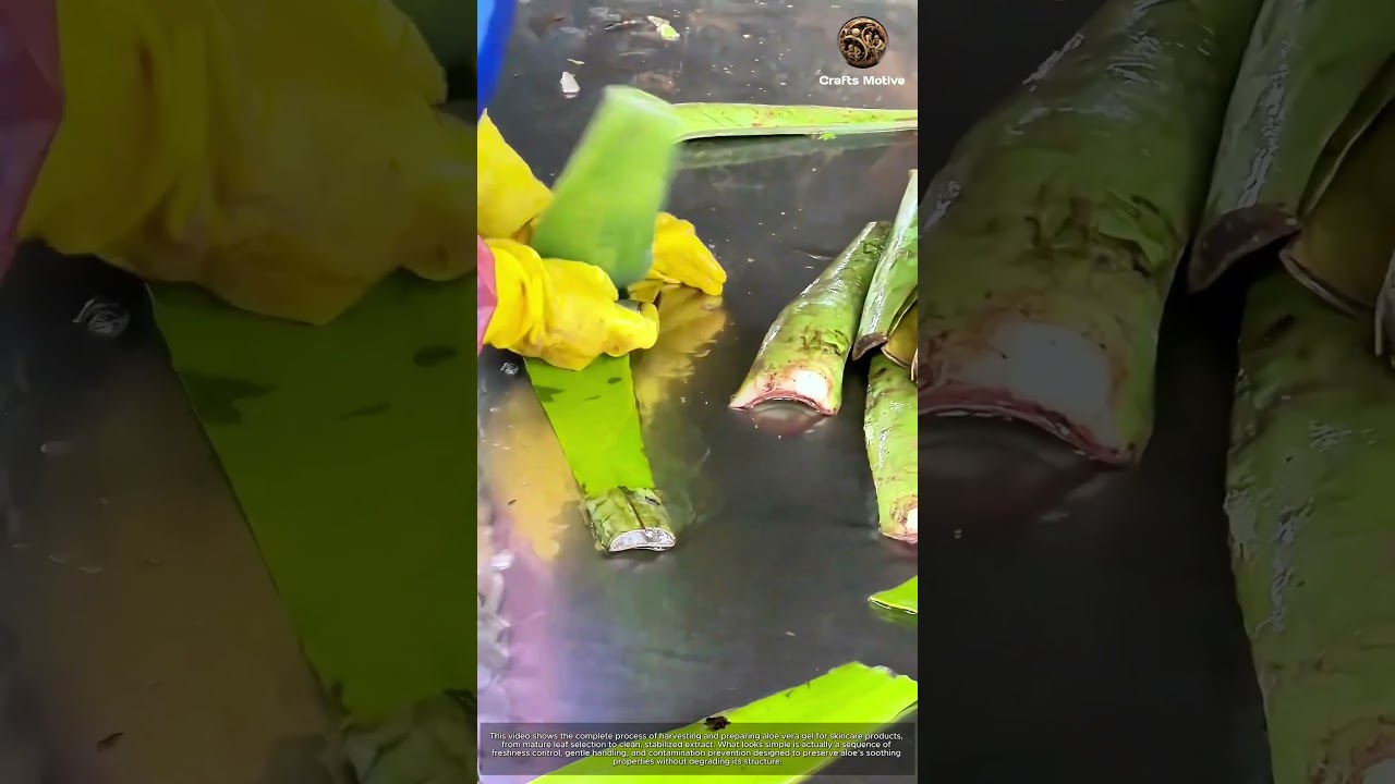 Guide to Harvesting & Preparing Aloe Vera Gel: Watch How Aloe Vera is Prepared for Skincare Products