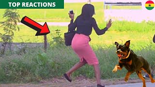 😂😂😂Fake Angry Dog Prank! Best Reactions.