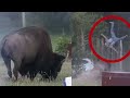Turista es brutalmente embestido por un bisonte
