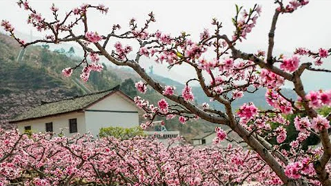 Spring Awakening: Flowers in full bloom around China - DayDayNews