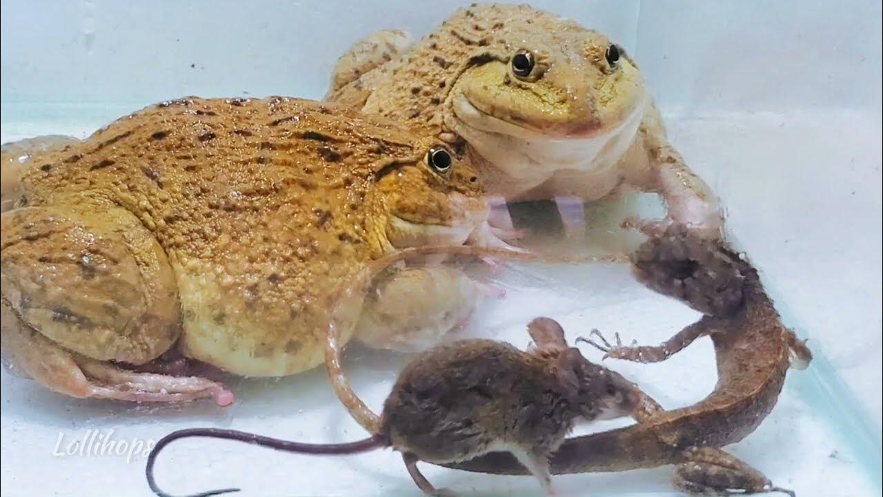 Angry Bullfrog Eat Fast Mouse! Asian Bullfrog Live Feeding YouTube