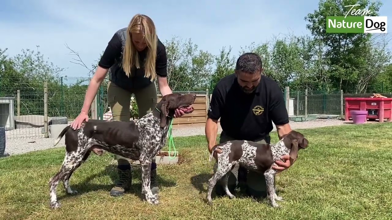 L ´ I N T E R ‘ V O U S 🎙💫avec Luciano Boucher Éleveurs et dresseurs de Braques Allemands.