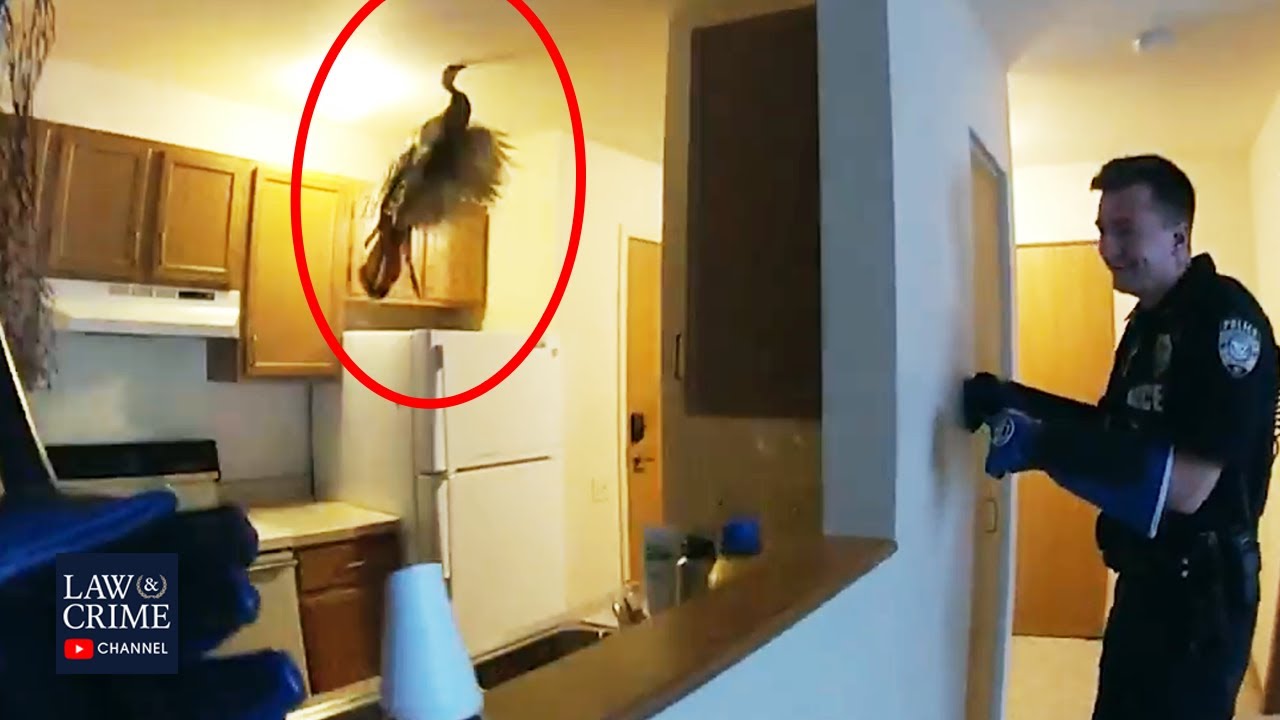 Wisconsin Police Face Off Against Wild Turkey Inside Apartment