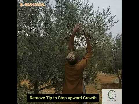 Muhammadi Farm House Kallar kahar/Olive Plant Prunning and Traning/Cover prune area with White paste