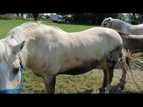 Video: Soriti Konj Pok Mon Dev Kombinira Pasijans I Utrke Konja