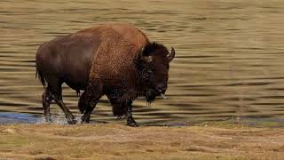 Big Bull BISON Crossing River YELLOWSTONE National Park #bison #buffalo #yellowstone