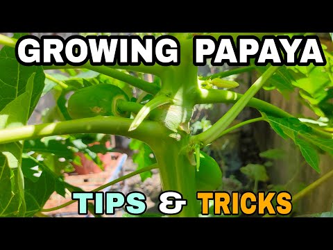 Growing Papaya at Home - Topping, Pruning and Fertilizing Tips - English Caption