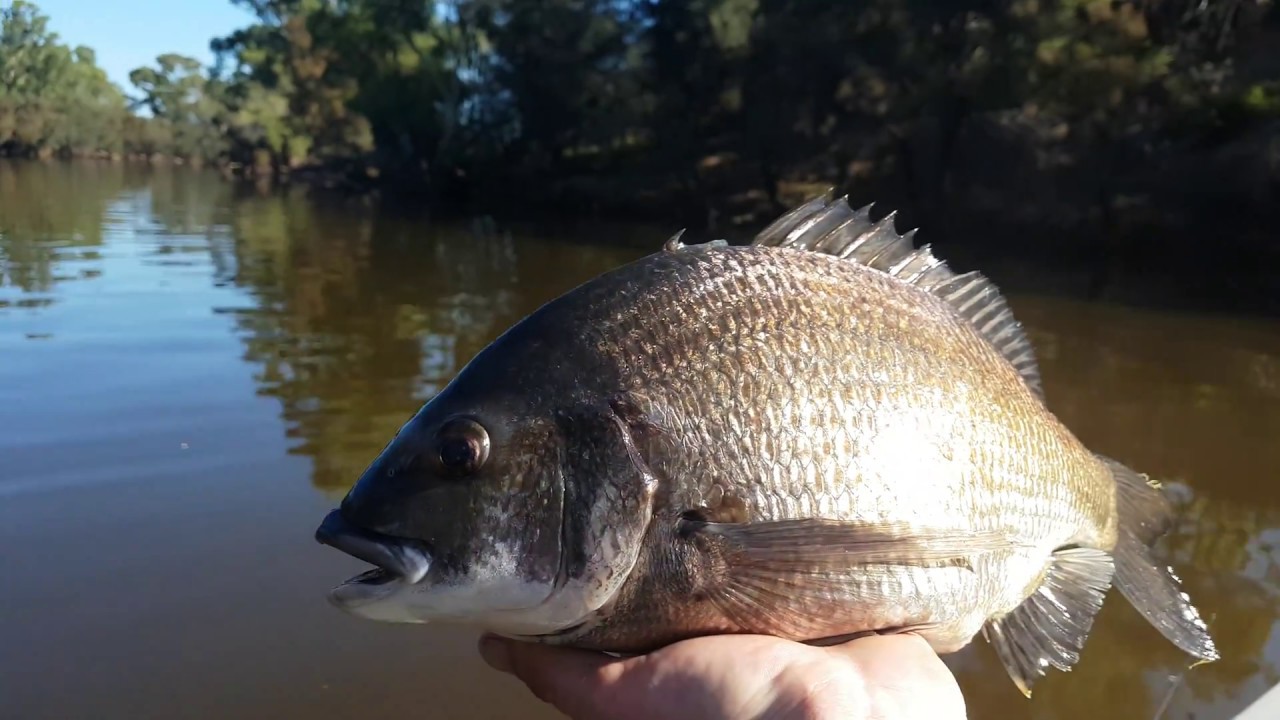 Releasing a PB 41cm Black Bream Swan River, Perth! - YouTube