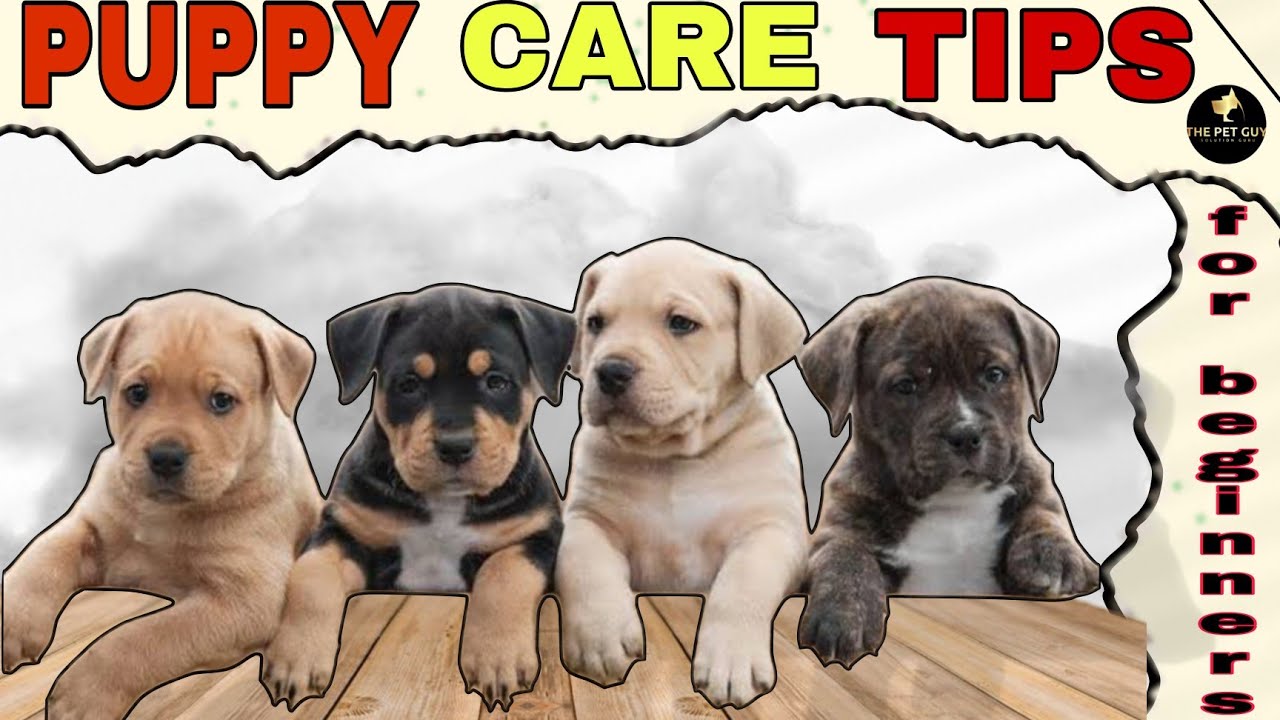 PUPPY CARE DOG CARE PET CARE TIPS FOR BEGINERS DETAILS IN HINDI 