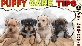 PUPPY CARE | DOG CARE | PET CARE TIPS FOR BEGINERS |  DETAILS IN HINDI #puppy care #dog care by THE PET GUY 133 views 1 year ago 10 minutes, 19 seconds