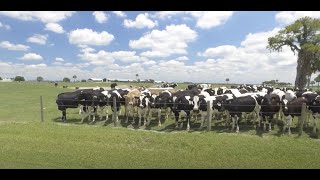 Sustainability in Dairy Farming - featuring Milking R Dairy on The Balancing Act