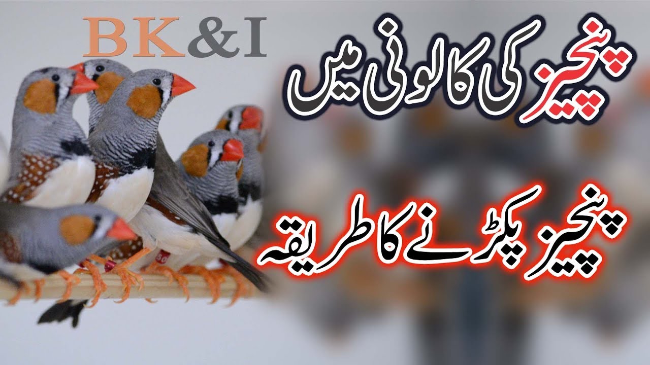 How to Catch Java Finches from Finches Colony in Hindi / Urdu