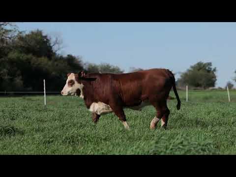 LOTE 03 - FIV 103