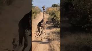 This leopard is so daring, he just made the giraffe run between their leg to their tail😱 🐆vs🦒