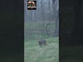 Precision Hunting: One Shot = One Trophy 🦌💥 #Huntinglife #Deer #animals #hunting #bow #fypyoutube