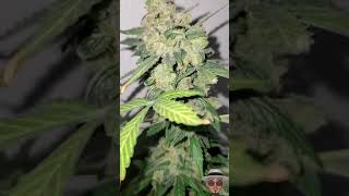 Purple Haze Auto Mini 😁💨🤙 Quick Review  ( TV420 📺 )