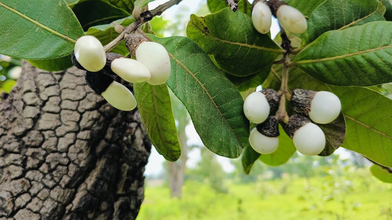 White Biba tree Kya hai safed lbhilawa seeds Original 📱8317280956 ...