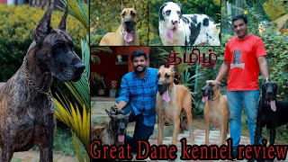 REGNANT Great Dane kennel Trivandrum | Dog sales | Dog kennels | Puppy sales | THE Great Danes |
