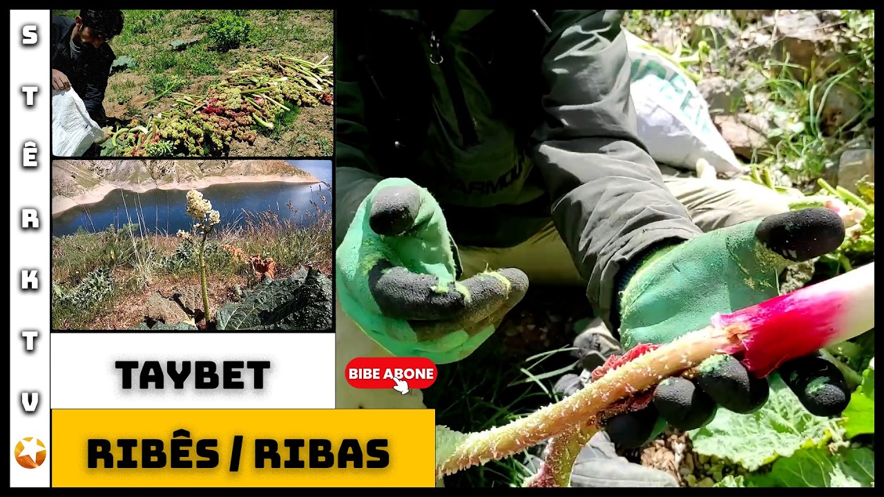 Dosya Taybet - Ribas / Ribês